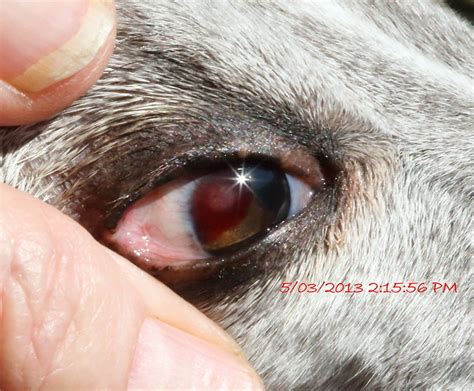 Cancer In The Eye - Health / Nutrition / Grooming - Dogz Online Forums