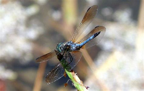 Blue Dasher Dragonfly | Project Noah