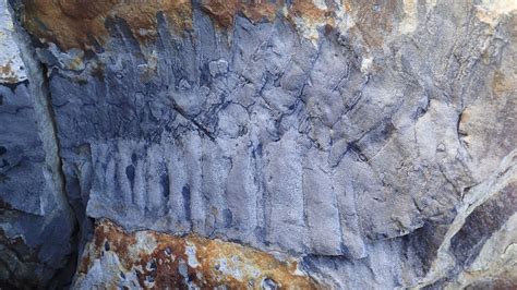 Scientists uncover fossil of giant millipede - 'It was a complete fluke of a discovery' | UK ...