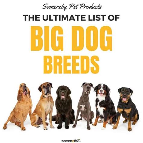 The Best List of 50 Big Dog Breeds for 2021