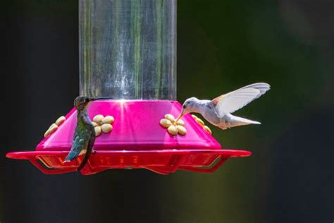 Attracting Hummingbirds - Birds and Blooms