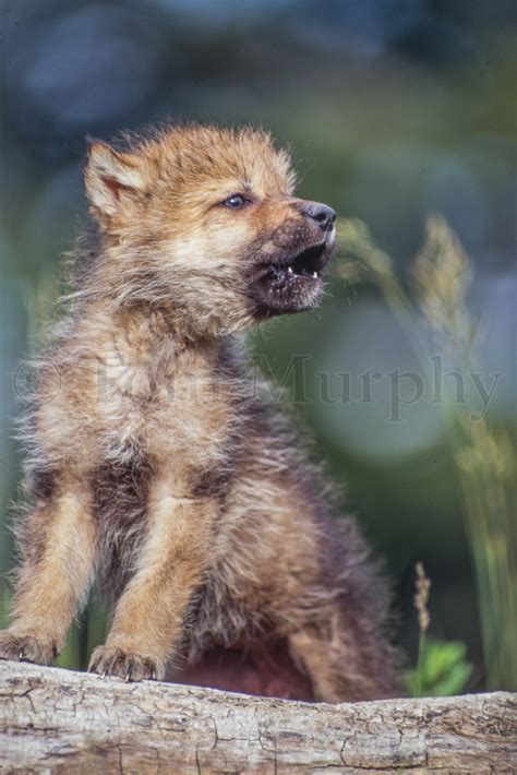 Wolf Pup Howling – Tom Murphy Photography