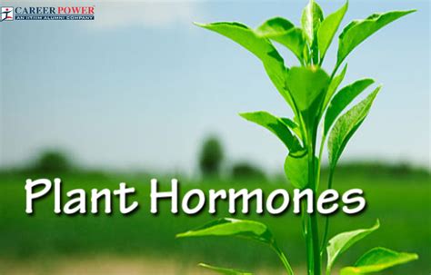 Plant Hormones: Functions, Types, and Diagram