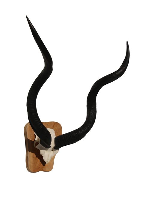 Greater Kudu 3 skull – Het Millushandelshuis