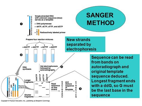 Sanger’s method of gene sequencing - Online Biology Notes