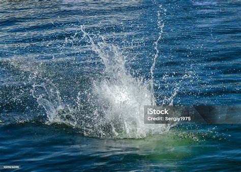 Splashing Water From A Dive Into The Water Stock Photo - Download Image ...