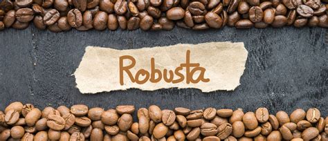 Robusta Coffee Beans Guide: A Deep Dive into Flavor & Origin