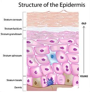 Skin Structure And Function: Definition, Diagrams Epidermis, Dermis ...