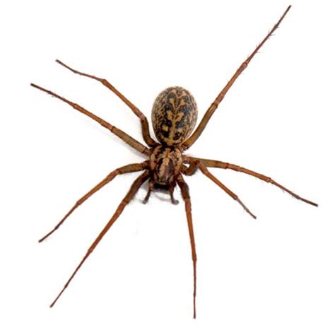 Hobo Spider Identification & Info | Arrow Exterminating Company, Inc ...