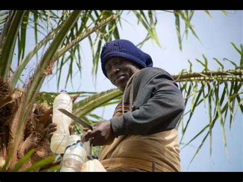 Palm wine tapping in the Casamance, Senegal - YouTube