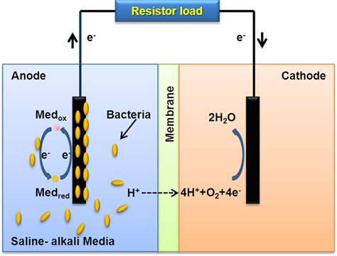 Schematic illustration of two-chambered MFC for bioelectricity generation. | Download Scientific ...