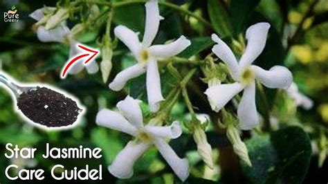 Star Jasmine Plant Care - How To Care For Star Jasmine Plant