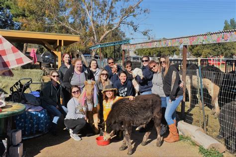 Volunteer — Aimee's Farm Animal Sanctuary