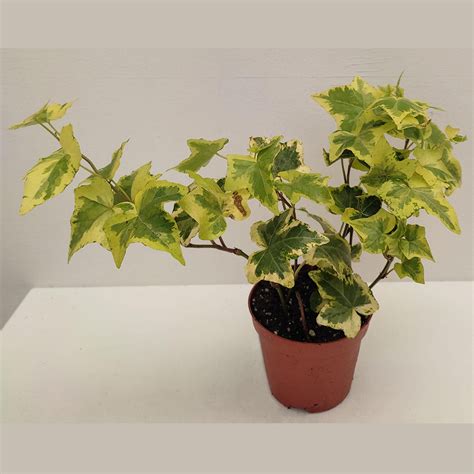 HEDERA HELIX 'VARIEGATA' (VARIEGATED INDOORS IVY OR ENGLISH VARIEGATED ...