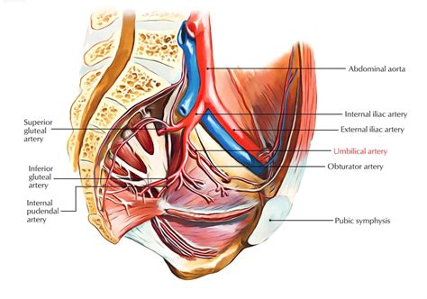 Obturator artery