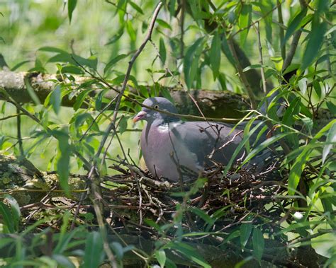 2014 06 29_2784_edited-1 | Wood pigeon nesting about 3 metre… | Flickr