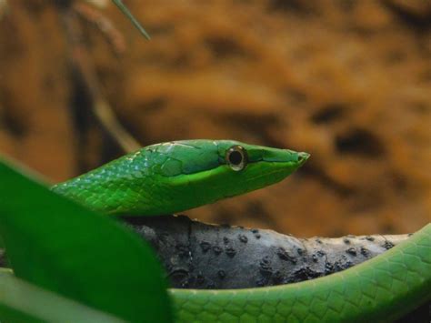 Green Vine Snake - ZooChat