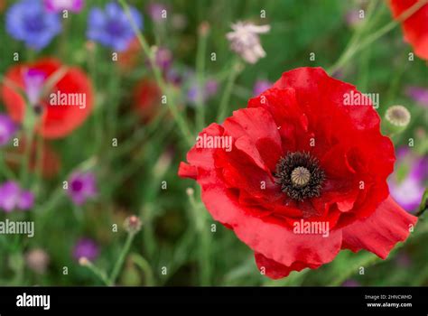 beautiful poppy fields in England Stock Photo - Alamy