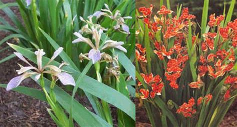 Iris Foetidissima Seeds (Gladwin Iris Seeds)