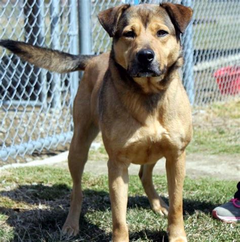 Dog Adopted After 2,381 Days In Ohio Animal Shelter - The Dodo