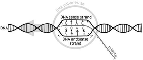 RNA Polymerase — Overview & Role in Transcription - Expii