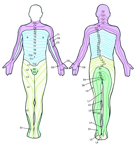 Low Back And Leg Pain Is Lumbar Radiculopathy - Dermatomes Chart and Map