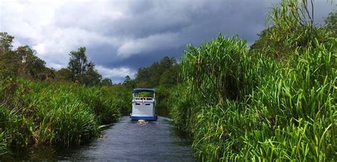 Tanjung Puting: How to Arrange a Klotok Tour - Discover Your Indonesia