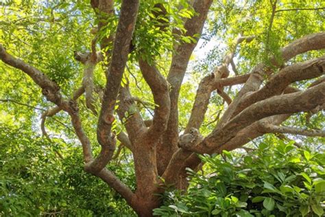 Allergy: How to identify Chinese Elm Trees – photos and facts – Allerma™ – Improving the lives ...