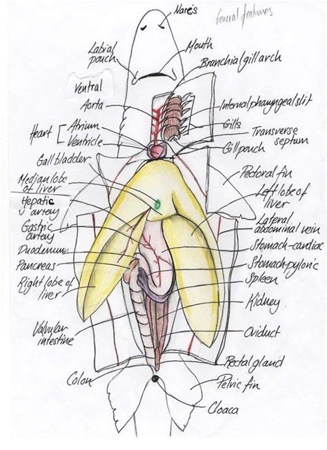 spiny dogfish shark internal anatomy - Saferbrowser Yahoo Image Search ...