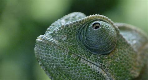 Researchers Reveal How Chameleon's Eyes Work | Environment News