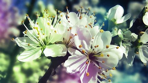 🔥 Free download PC Wallpaper Spring Flowers Best HD Wallpapers ...