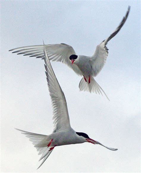 Arctic Tern Facts and Adaptations - Sterna paradisaea