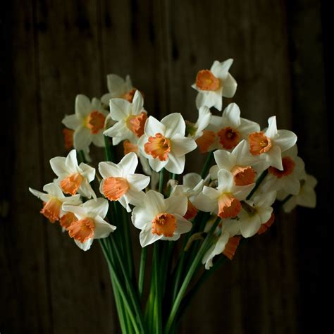 Narcissus Accent in 2021 | Flower farms, Narcissus, Floret flowers