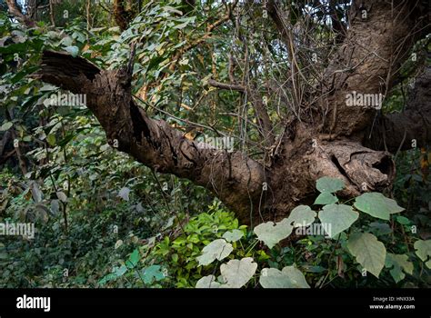 Botanical Garden Kolkata India Stock Photo - Alamy