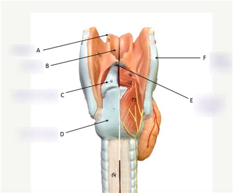 Larynx Model (Posterior) Diagram | Quizlet