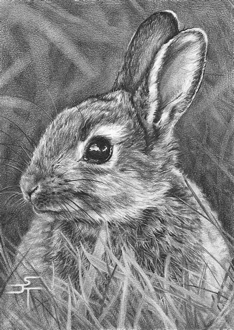 "Bright Eyes" - by Sami Thorpe ~ Pencil | Realistic animal drawings ...