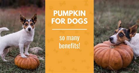 Pumpkin for Dogs - Benefits and 7 Pumpkin Dog Treat Recipes - Canine ...