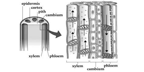 What is Complex Tissue? - QS Study