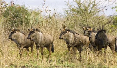 Wildlife in Mozambique - Natural World Safaris