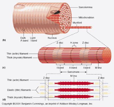 Human Bio: Skeletal Muscle Fiber Contraction