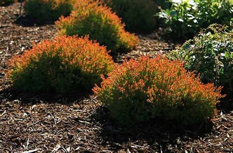 9 Small Evergreen Shrubs to Grow for Year-Round Beauty