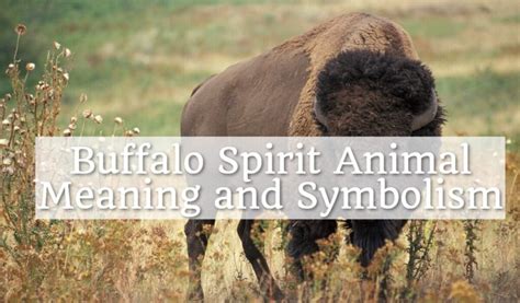 Buffalo Spirit Animal Meaning and Symbolism - Spirit Animal Encyclopedia