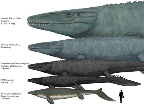 All mosasaurus size | Prehistoric animals, Jurassic world, Prehistoric creatures