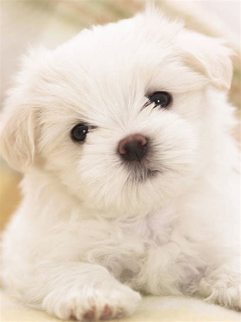 Maltese (Puppy, Cute, White) HD Dog Wallpaper