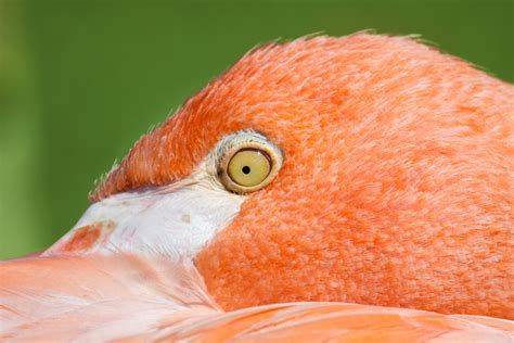 Flamingo Head Free Stock Photo - Public Domain Pictures