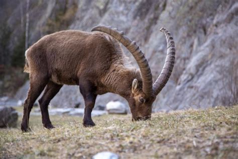 ¿Qué comen las cabras bebés y adultas?