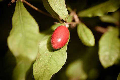 Synsepalum Dulcificum Sécurité et utilisations