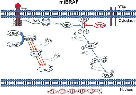 Braf Mapk Pathway