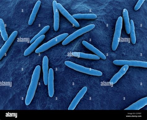 Acetobacter Stock Photo - Alamy