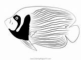 Emperor Angel Fish Adult Coloring Page For Kids  Free Angelfishes sketch template